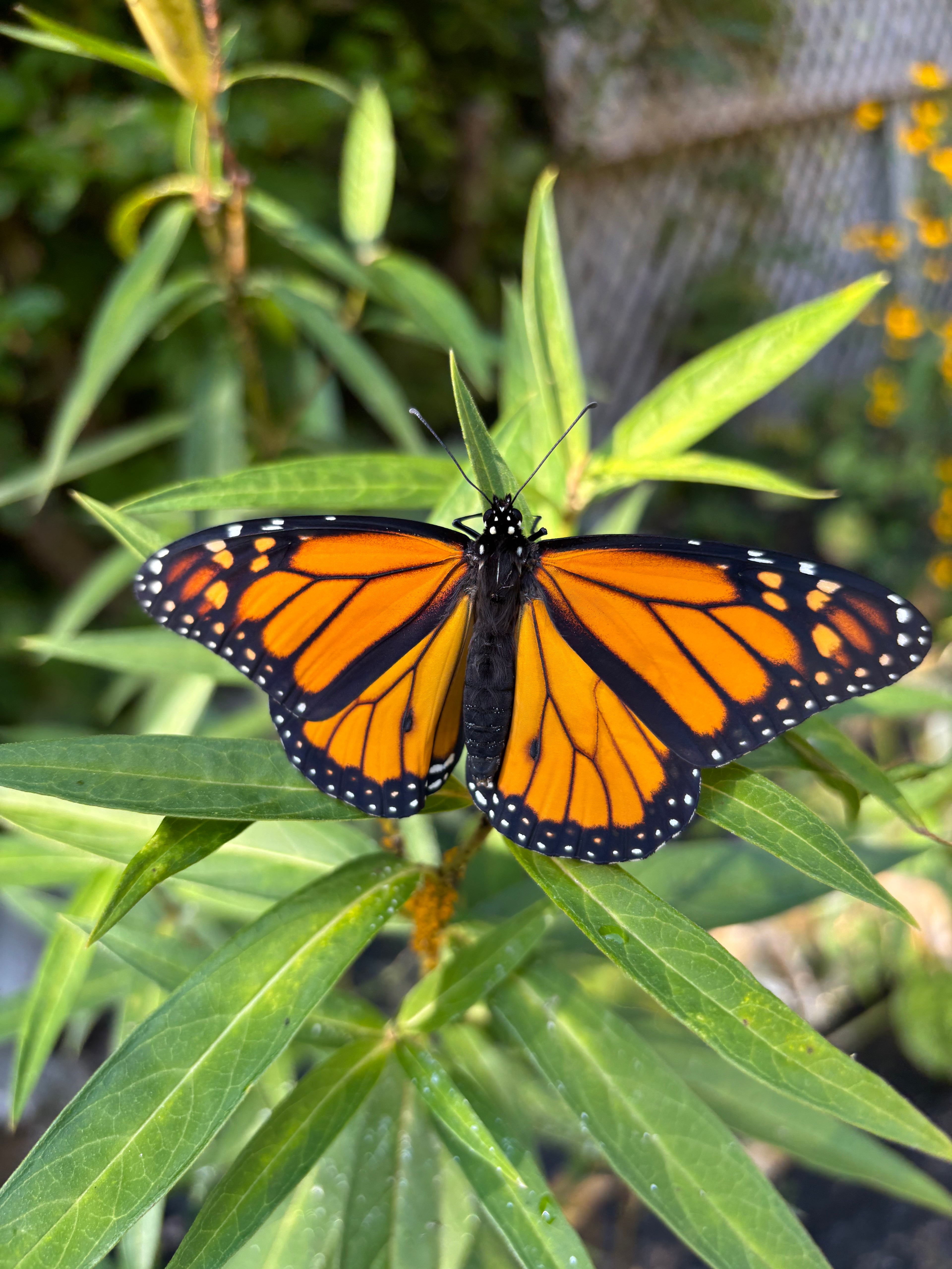 Monarch